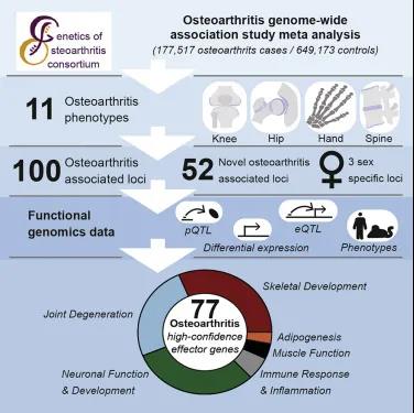 Cell重磅：骨关节炎研究里程碑！82万人样本揭示众多新遗传风险因素