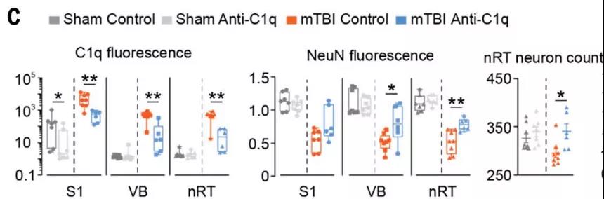 抗C1q治疗后mTBI小鼠C1q降低、神经元丢失减少