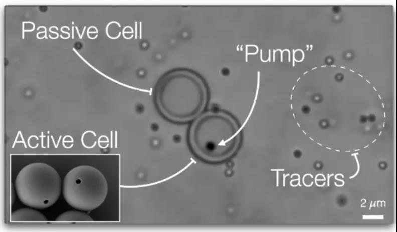 图注：具有主动运输功能的“人造细胞”