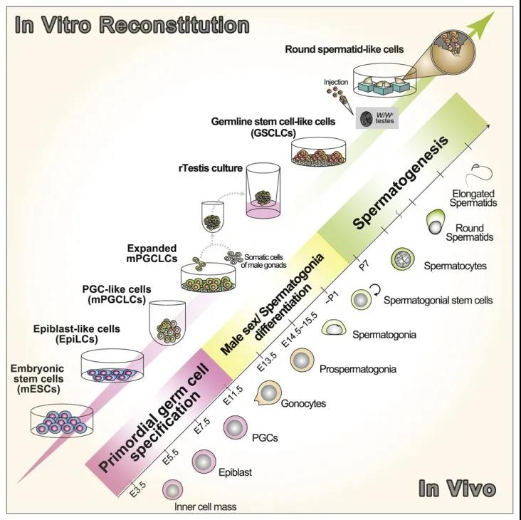 图注：在小鼠模型中体外重建雄性生殖细胞发育流程图