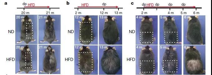 图注：肥胖加速了小鼠毛发变稀疏的过程