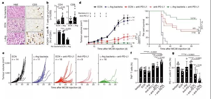 图注：L- Arg 细菌与 PD-L1 阻断协同促进 MC38 肿瘤排斥