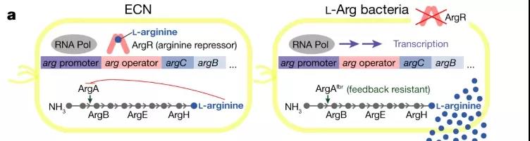 图注：L- Arg细菌的示意图
