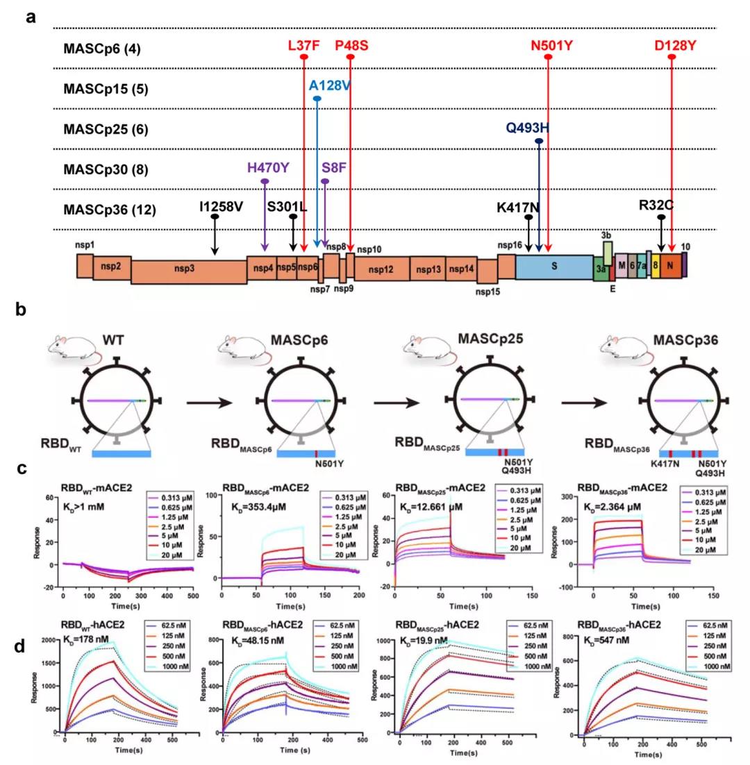 不同小鼠模型的RBD突变以及与hACE2的亲和力