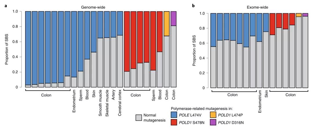 核酸外切酶缺陷者的结肠组织编码区基因突变较其他组织更多
