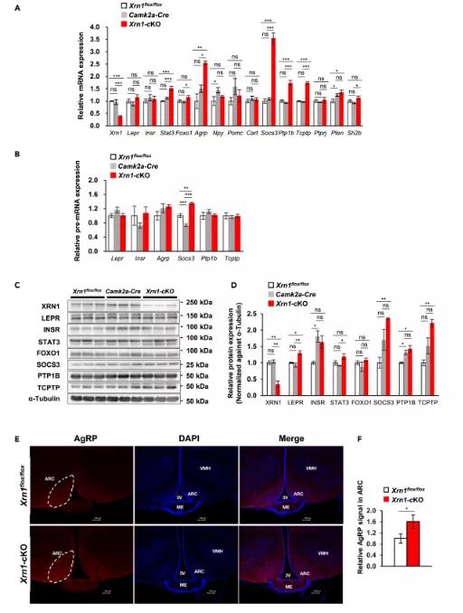 图注：Xrn1-cKO小鼠表现出食欲和能量稳态相关基因的上调表达