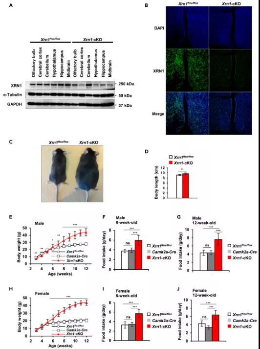 图注：Camk2a-Cre介导大脑中Xrn1缺失导致小鼠肥胖和食欲过盛