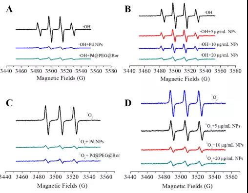 图注：Pd NPs和Pd@PEG@Bor对ROS的清除能力。(A)含·OH、Pd NPs (20 μg/mL)和Pd@PEG@Bor (20 μg/mL)；(B)不同浓度Pd@PEG@Bor样品和·OH；(C)含1O2、Pd NPs (20 μg/mL)样品和Pd@PEG@Bor(20μg / mL)；(D)含1O2和不同浓度样品Pd@PEG@Bor；