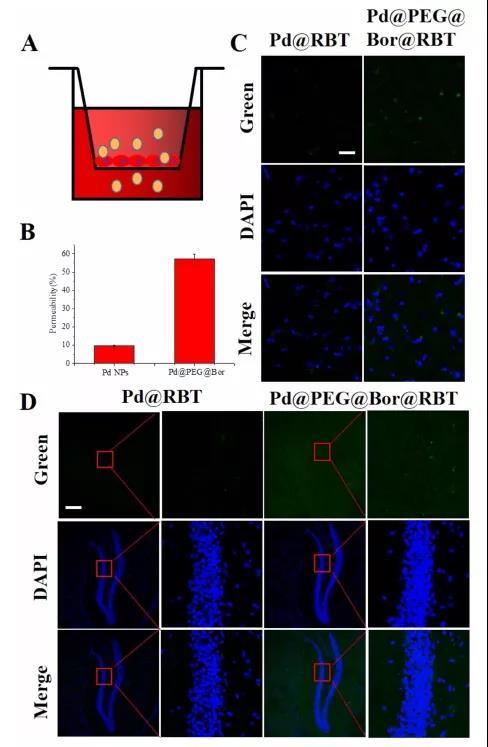 图注：Pd@PEG@Bor在体外和体内穿越血脑屏障的能力。(A) 血脑屏障模型示意图。(B) Pd NPs和Pd@PEG@Bor的体外血脑屏障通透性。(C) Pd@RBT和Pd@PEG@Bor@RBT在正常小鼠大脑皮层的分布(D) Pd@RBT和Pd@PEG@Bor@RBT在正常小鼠大脑海马区的分布