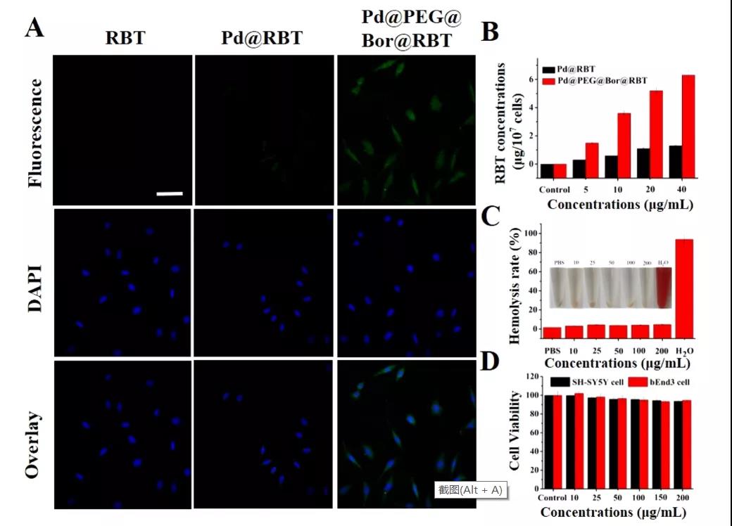 图注：Pd NPs和Pd@PEG@Bor的生物相容性实验。(A) SH-SY5Y细胞对RBT, Pd@RBT和Pd@PEG@Bor@ RBT的摄取(比例尺= 20 μm)。(B) SH-SY5Y细胞处理24 h后，不同浓度(5、10、20、40 μg /mL)的Pd@PEG@Bor@RBT。(C)不同浓度Pd@PEG@Bor处理小鼠红细胞膜破裂活性的图像和定量结果。(D) Pd@PEG@Bor对SH-SY5Y细胞和bEnd3细胞24 h的细胞毒性。