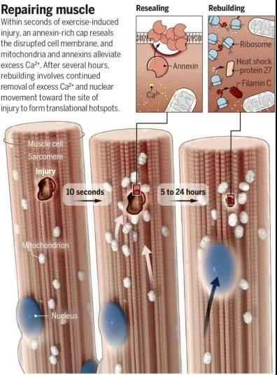 图注：肌肉修复的过程