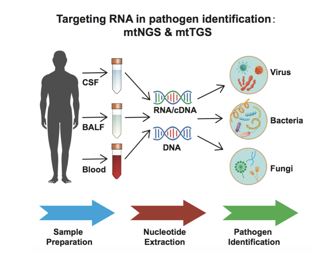 中科院微生物所王军课题组建立靶向<font color='red'>RNA</font>的病原检测新方法mtNGS和mtTGS