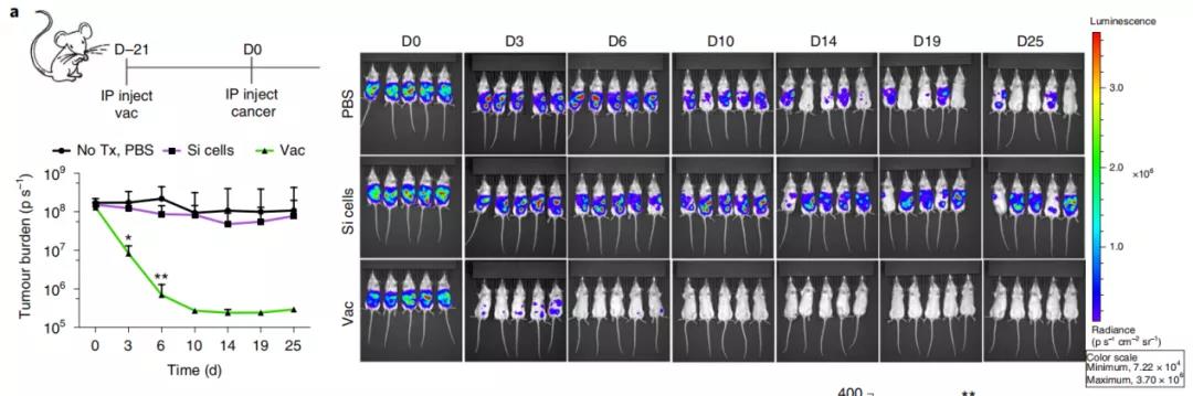 Si疫苗的小鼠体内试验，疫苗组（Vac）对肿瘤细胞的抑制明显
