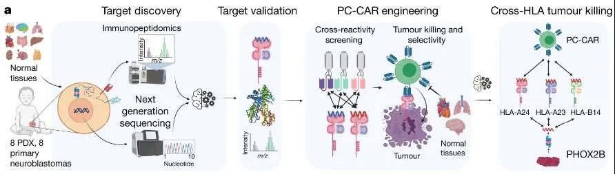 肿瘤-抗原发现过程以及CAR-工程操作流程