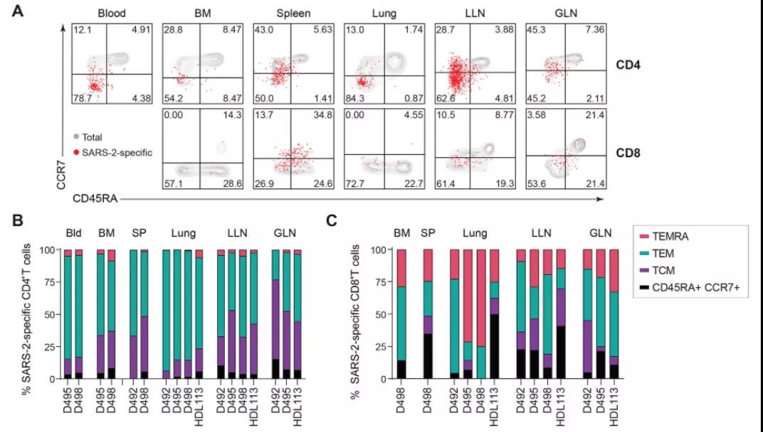  SARS-CoV-2特异性T细胞在血清阳性供体的不同组织中作为记忆亚群保持