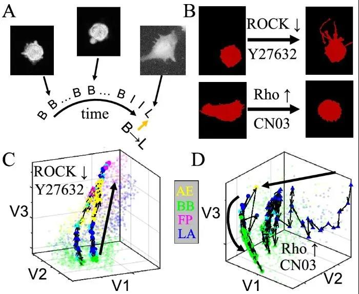 Rho/ROCK信号在内部控制3D培养的MDA-MB-231细胞的中尺度形态动力学表现