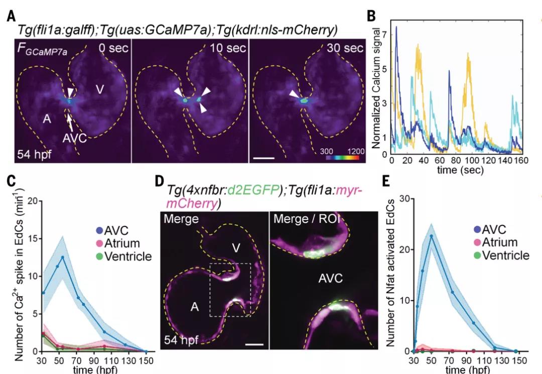 Ca2+振荡几乎只会在房室瓣的房室管区域形成(上）。扫描共聚焦荧光图表征Ca2+振荡的位置(下右)，胚胎受精数小时后（hpf），30-150小时内，房室管（AVC）区域的钙离子荧光峰值数目明显比心房（A, Atrium）和心室（V, Ventricle）多（下左）。