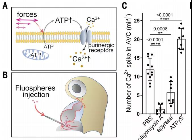 ATP调控Ca2+内流，细胞外ATP类似物可以明显增强Ca2+内流