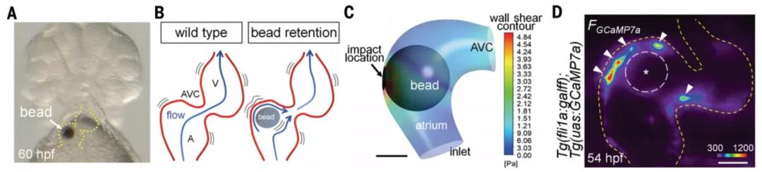 通过磁镊来操纵磁珠来改变血管瓣膜边界处的机械力。在斑马鱼房室管中插入琼脂糖磁珠（A）,磁珠造成房室管处的压力异常（B、C）进而造成钙离子振荡位置异常（D）。
