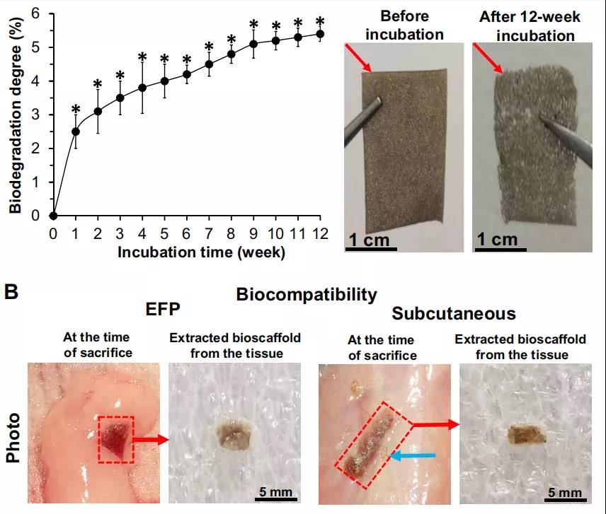 12周内，石墨烯-DEX生物支架的生物降价率变化（上），与皮下组织融合良好（下）。