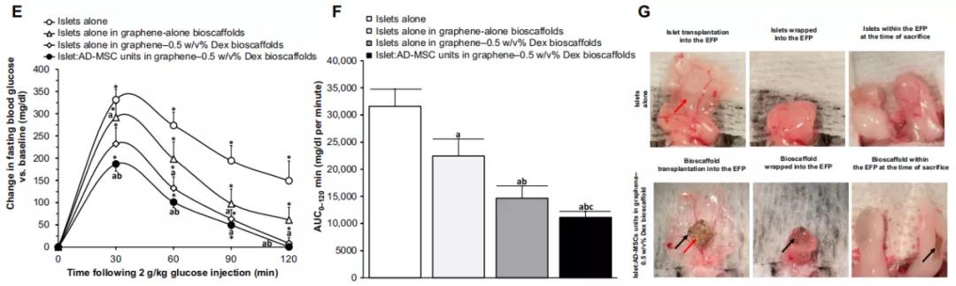 葡萄糖刺激动态反应实验，摄入葡萄糖后120 min内，不同移植情况的小鼠的血糖变化（E、F）。培养后的小鼠体内，石墨烯-DEX生物支架在脂肪组织内稳定，没有粘连/纤维带。