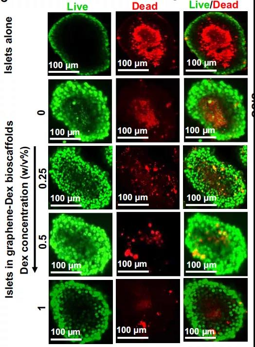 与对照组相比，石墨烯-DEX生物支架中活细胞百分比明显更高,随着DEX的含量升高，生存率逐渐升高。（绿色：生存，红色：死亡）