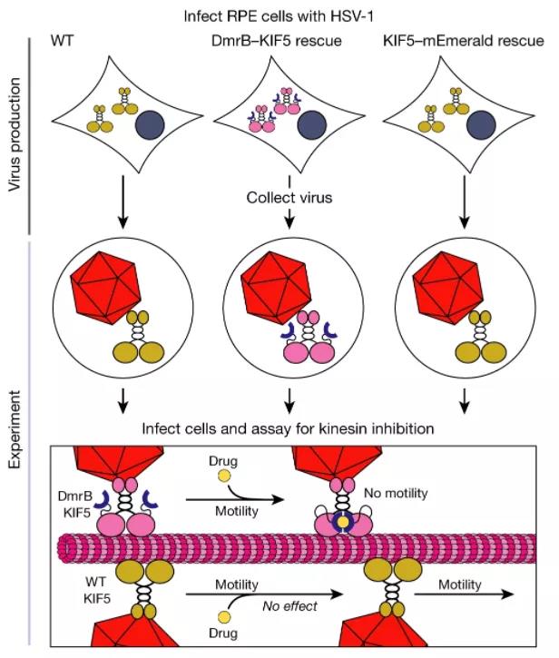 病毒捕获的驱动蛋白将衣壳运输到细胞核