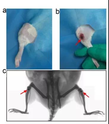 图注：a、胫骨附近剃毛的照片。b、植入位置的照片。c、钛棒的X射线图像