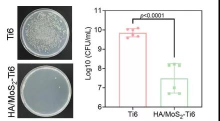 圖注：HA/MoS2-Ti6種植體的抗菌活性