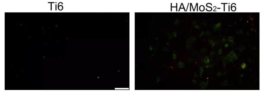 图注：HA/MoS2-Ti6种植体的抗菌活性