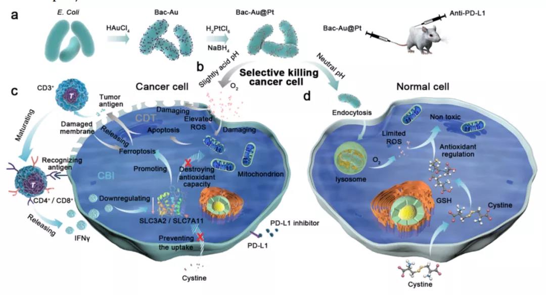 Bac-Au@Pt的合成（a）以及细菌诱导免疫治疗和增强精准化学动力学治疗过程示意图（b/c/d）