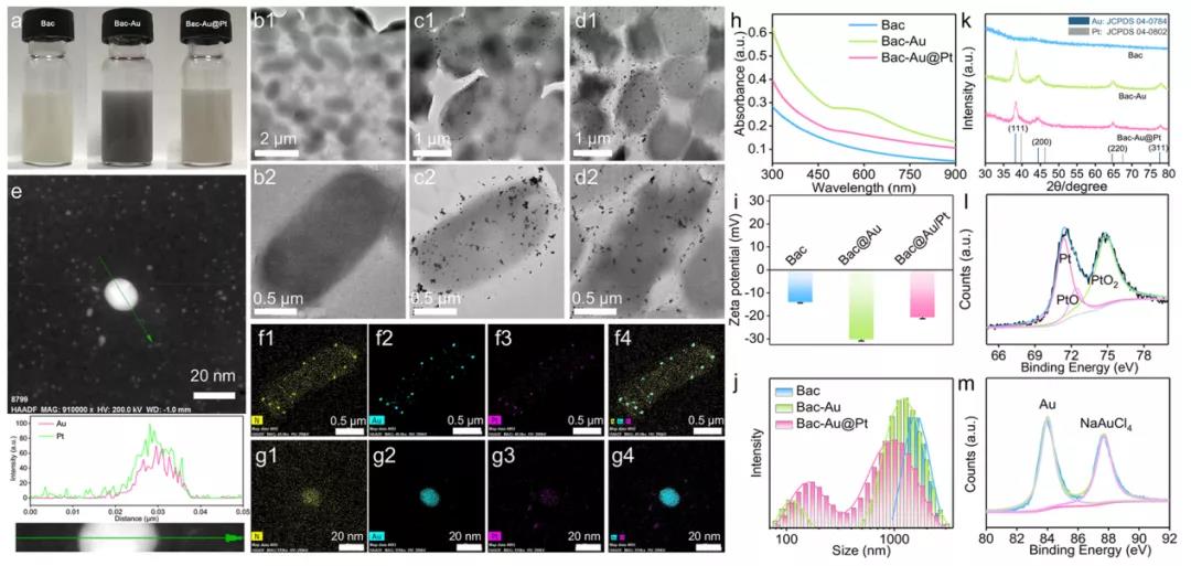 细菌（Bac）、细菌+金（Bac-Au）和细菌+Au@Pt（Bac-Au@Pt）材料的表征