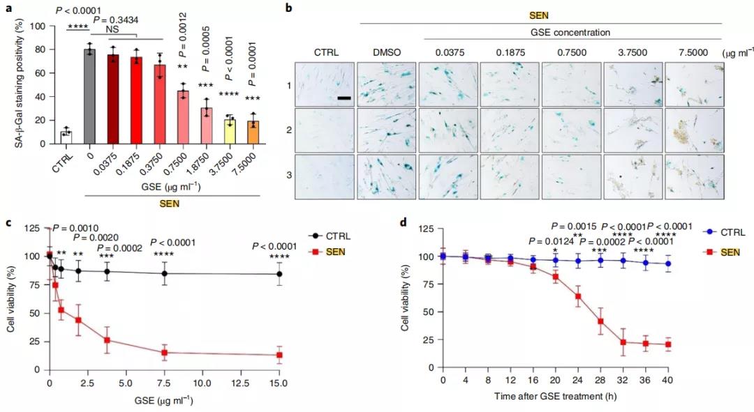 GSE浓度升高，衰老细胞的生存率越低（图a/b/c），处理后，衰老细胞生存率随时间的变化（d），SEN,衰老细胞；CTRL:对照，正常细胞。