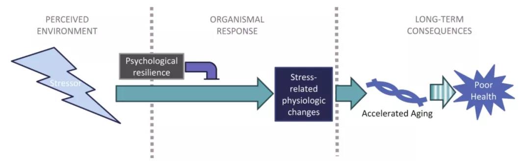 压力、心理调节、细胞衰老之间的关系模型