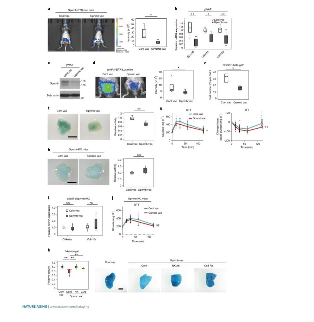  Gpnmb疫苗可改善HFD诱导的代谢异常