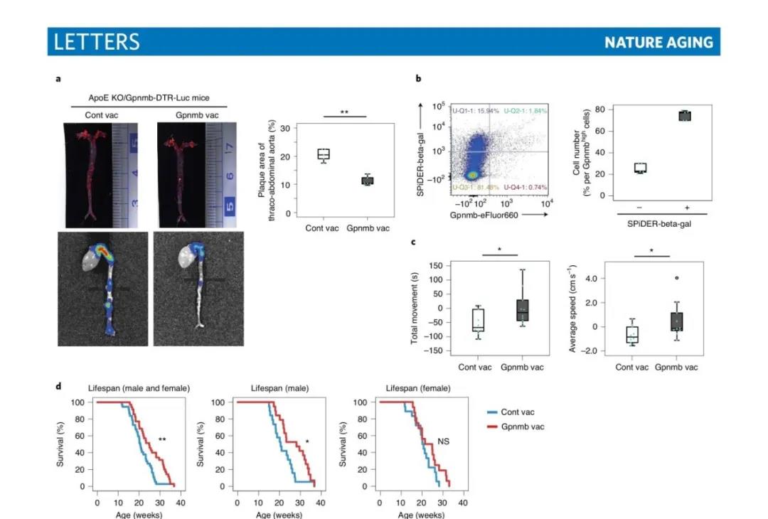 Gpnmb疫苗可缓解组织衰老，并减轻正常和病理年龄相关症状