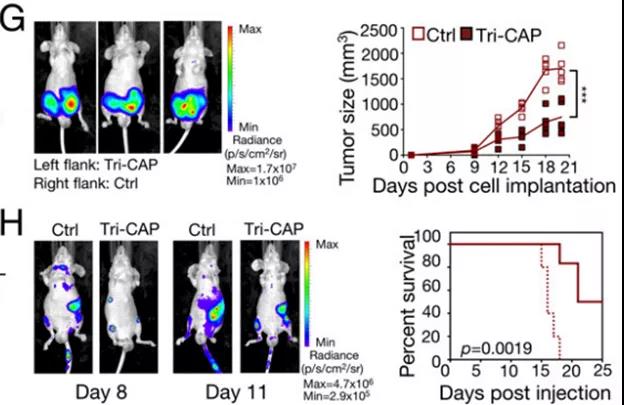 Tri-CAP处理的荷瘤小鼠肿瘤生长减慢、生存期延长（图源：PNAS杂志）