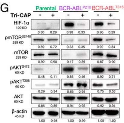 Tri-CAP处理后耐药CMLAKT/mTOR/HIF-1&alpha;通路被激活（图源：PNAS杂志）