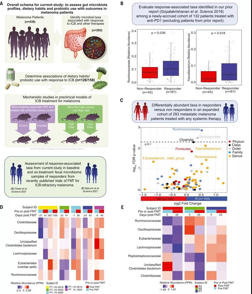 黑色素瘤患者肠道微生物群的概况以及与治疗结果的关联（图源：Science）