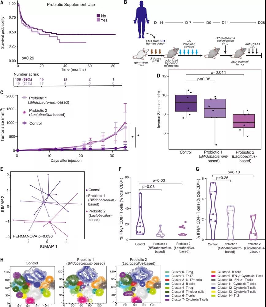 益生菌补充剂对黑色素瘤免疫治疗的患者和临床前模型的影响（图源：Science）  