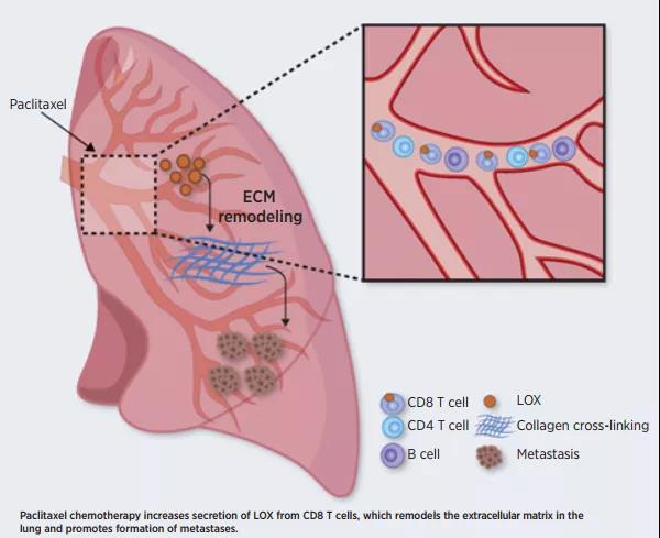 化疗诱导的肺组织ECM重塑及肿瘤转移示意图（图源：Cancer Research）