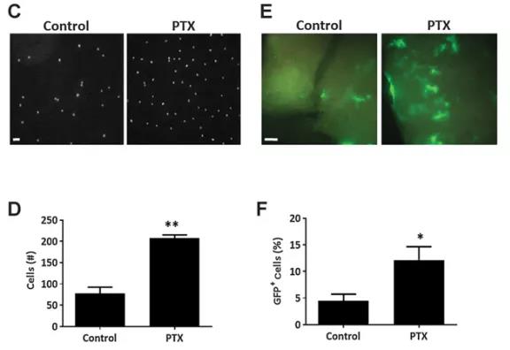 PTX处理小鼠的肺组织裂解液对细胞黏附能力的影响（图源：Cancer Research）