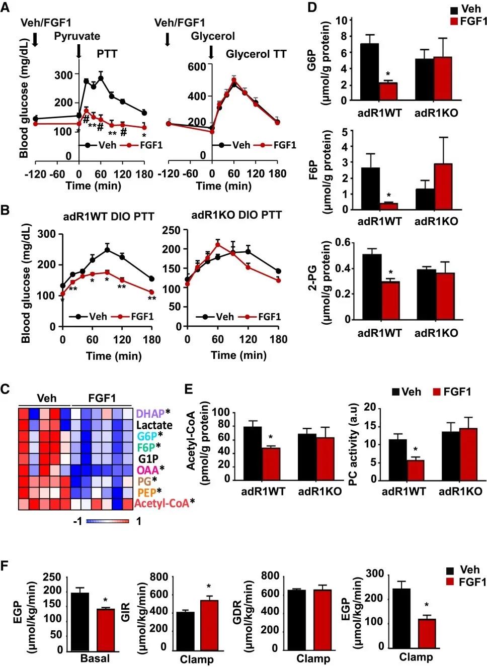 FGF1以脂肪FGFR1依赖性方式抑制HGP(图源：Cell Metabolism)