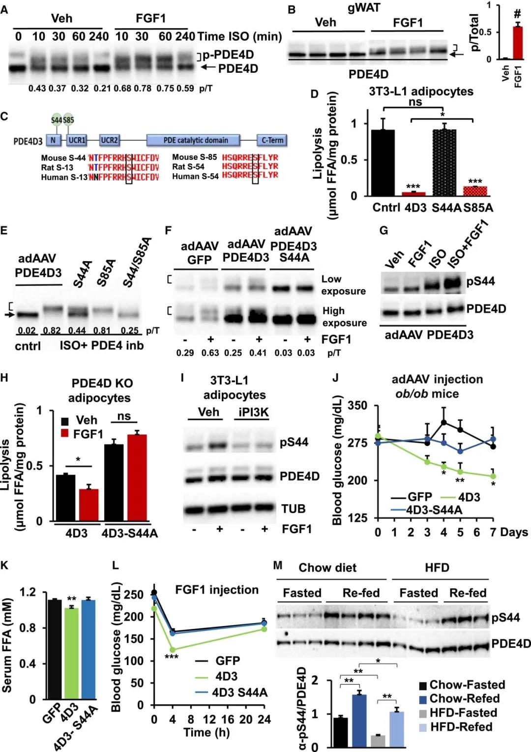 PDE4D3-S44磷酸化是PDE4D3代谢作用所必需的(图源：Cell Metabolism)