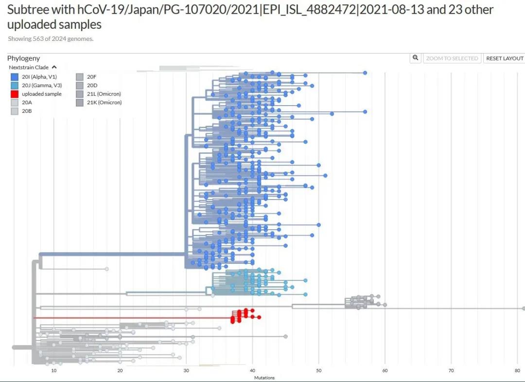塞浦路斯报道的Delta和Omicron重组变异体的系统进化树分析（图源：Nexstrain）
