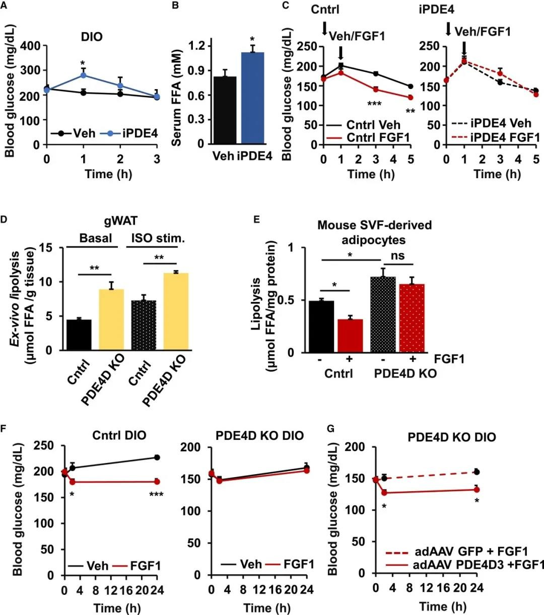 FGF1诱导的脂解和血糖抑制依赖于PDE4D