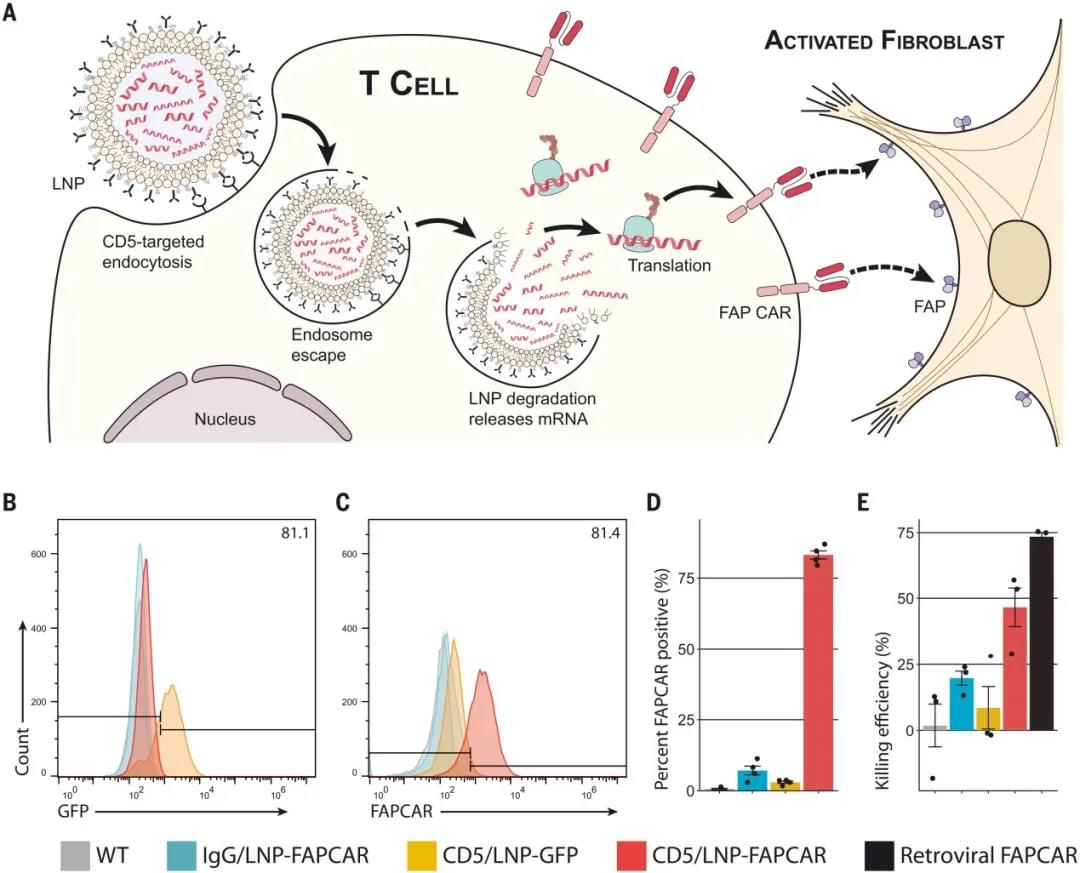 CD5靶向的LNPs在体外产生功能性的基于mRNA的FAPCAR-T细胞（图源：Science）