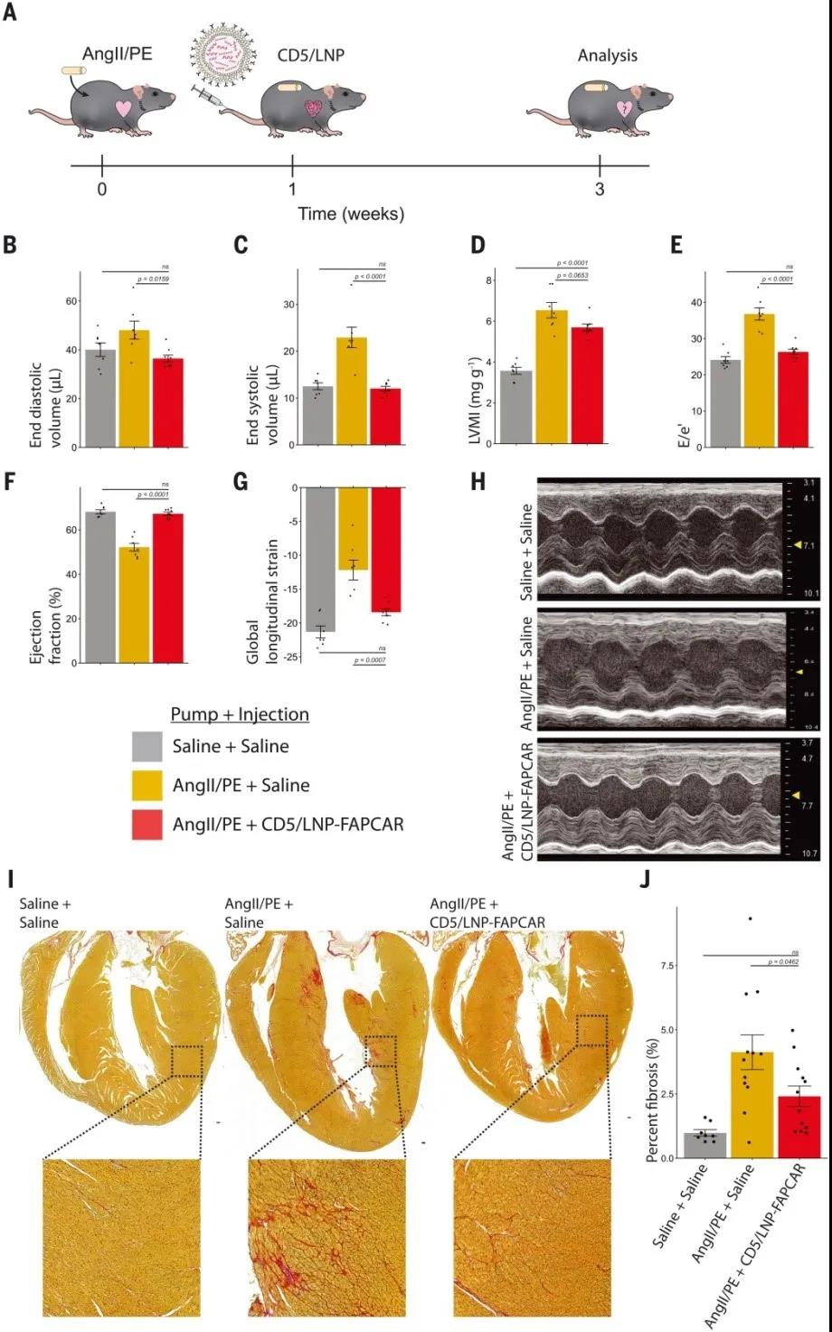 小鼠体内产生瞬时FAPCAR T细胞可改善损伤后的心脏功能（图源：Science）