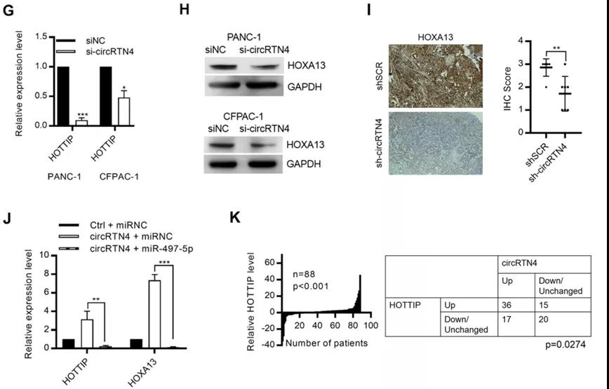 circRTN4通过在PDAC中“吸附”miR-497-5p来促进HOTTIP的表达（图源: Molecular Cancer）