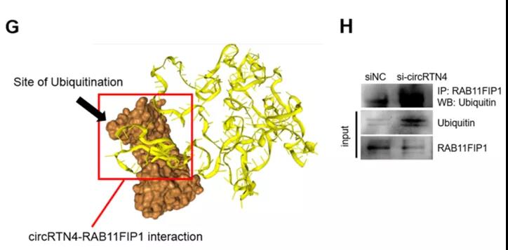 circRTN4通过阻止RAB11FIP1的泛素化和降解来稳定RAB11FIP1（图源: Molecular Cancer）